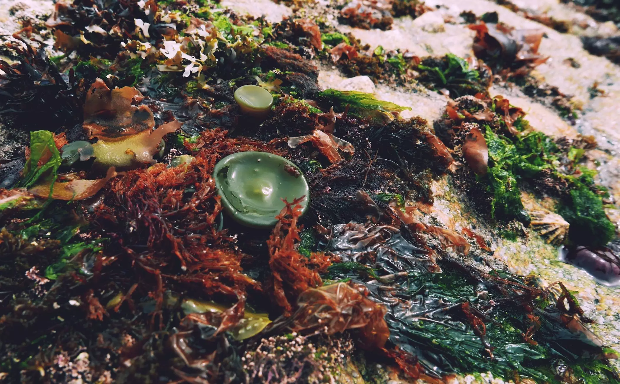 Algen am Strand in Norwegen - femtastics