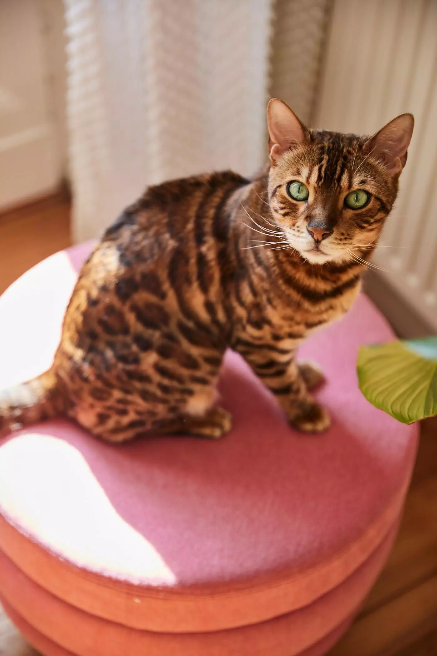 Braun getigerte Katze - femtastics