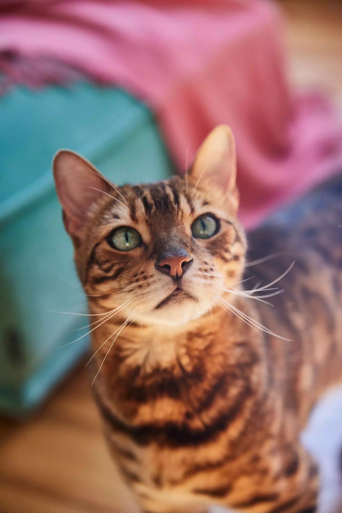 Brauner Kater mit grünen Augen - femtastics