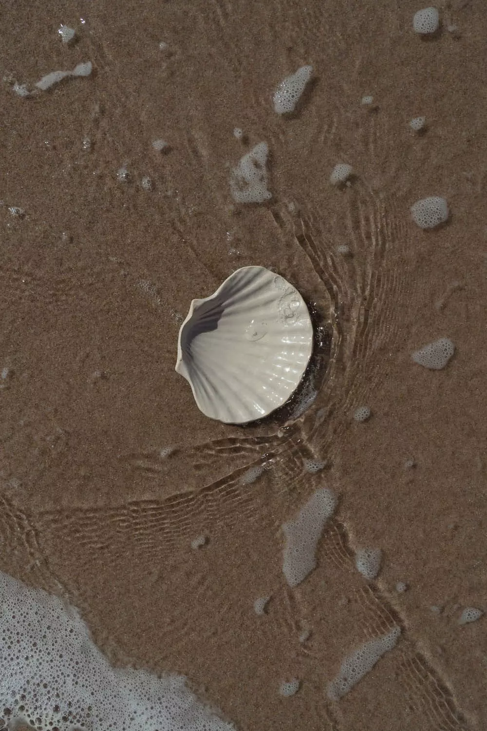 WASS_Seashell_Water_1