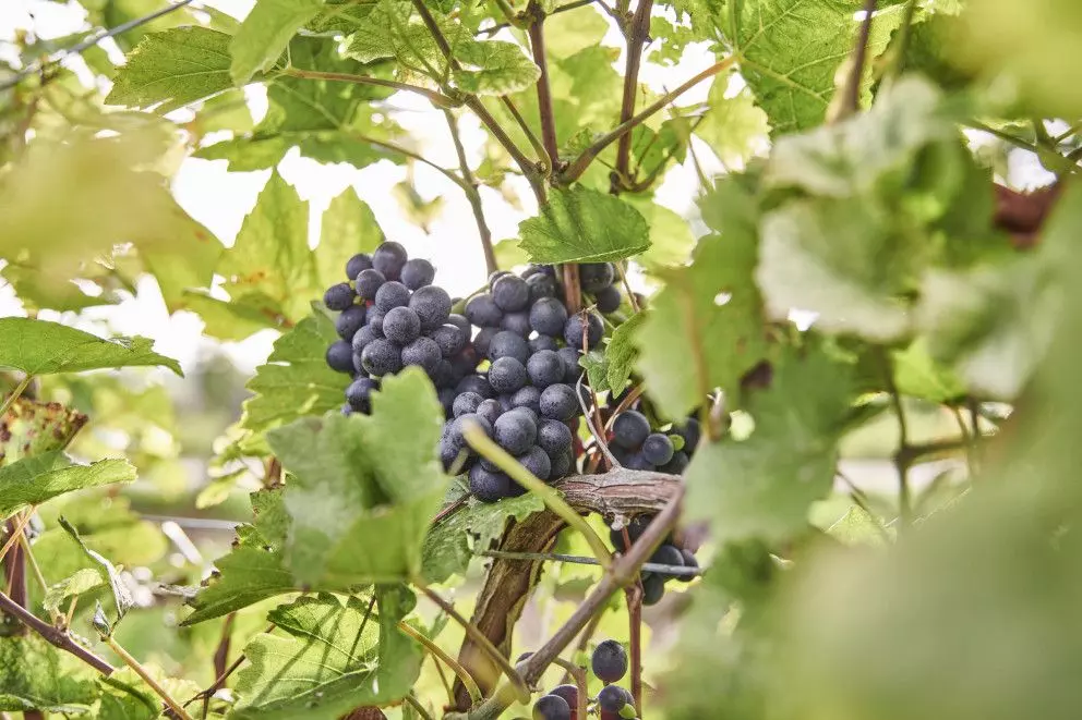 © HA Hessen Tourismus, Roman Knie