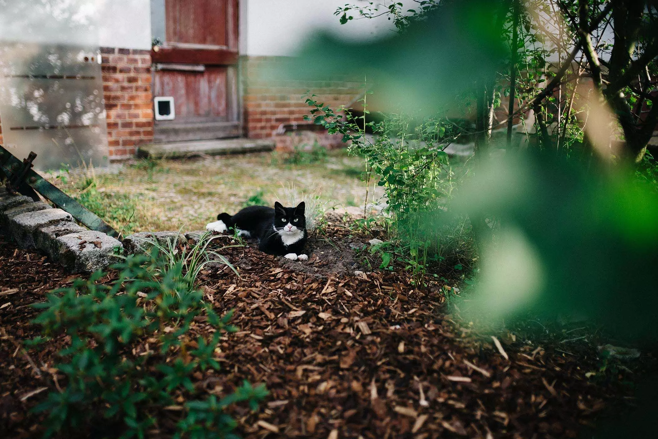 Eine Katze im Garten - femtastics