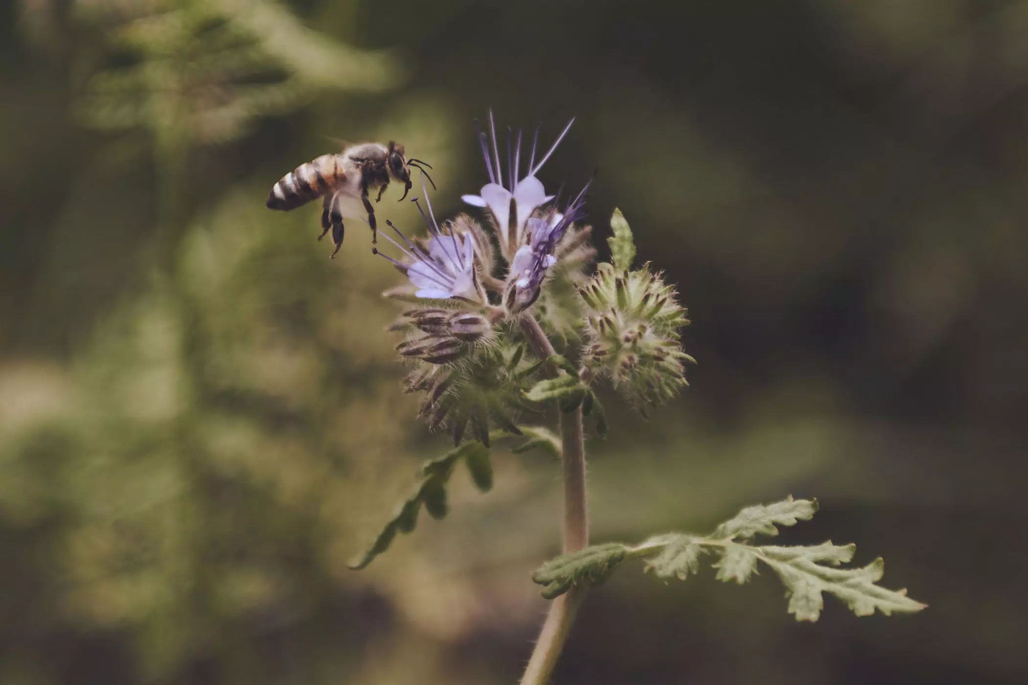 farmmade_032