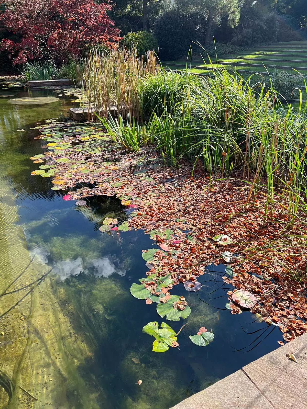 Seerosenteich bei der Fondation Beyeler