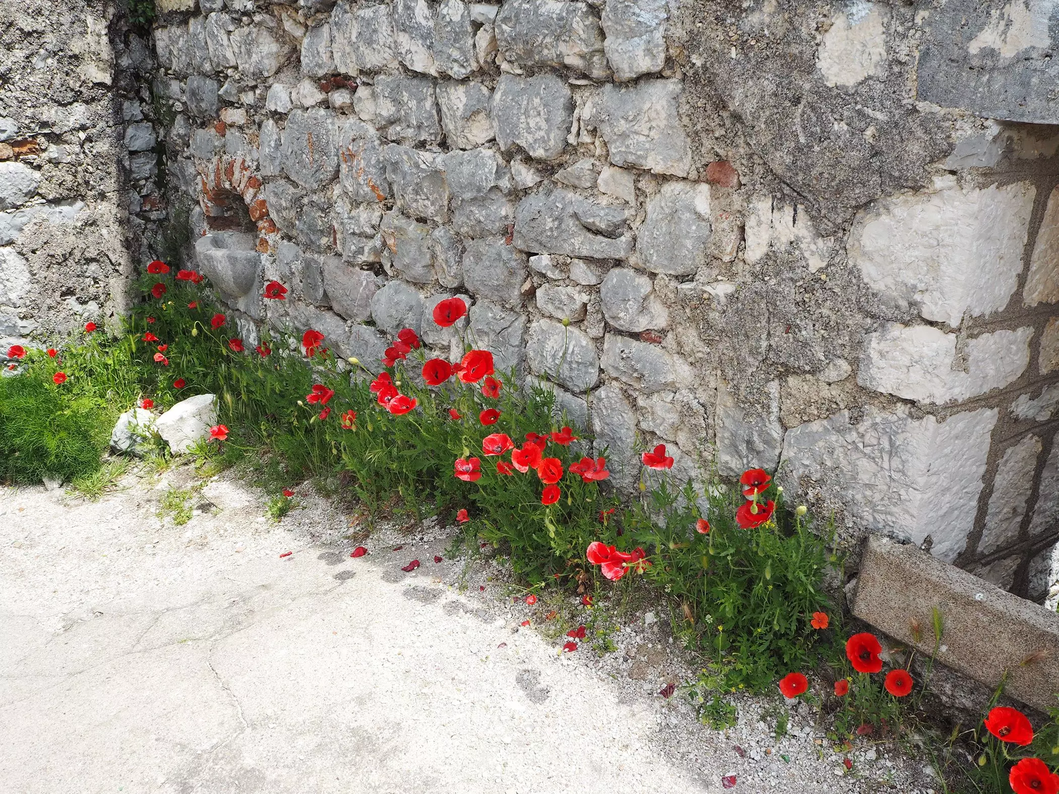 homtastics-Kotor-Mohnblumen