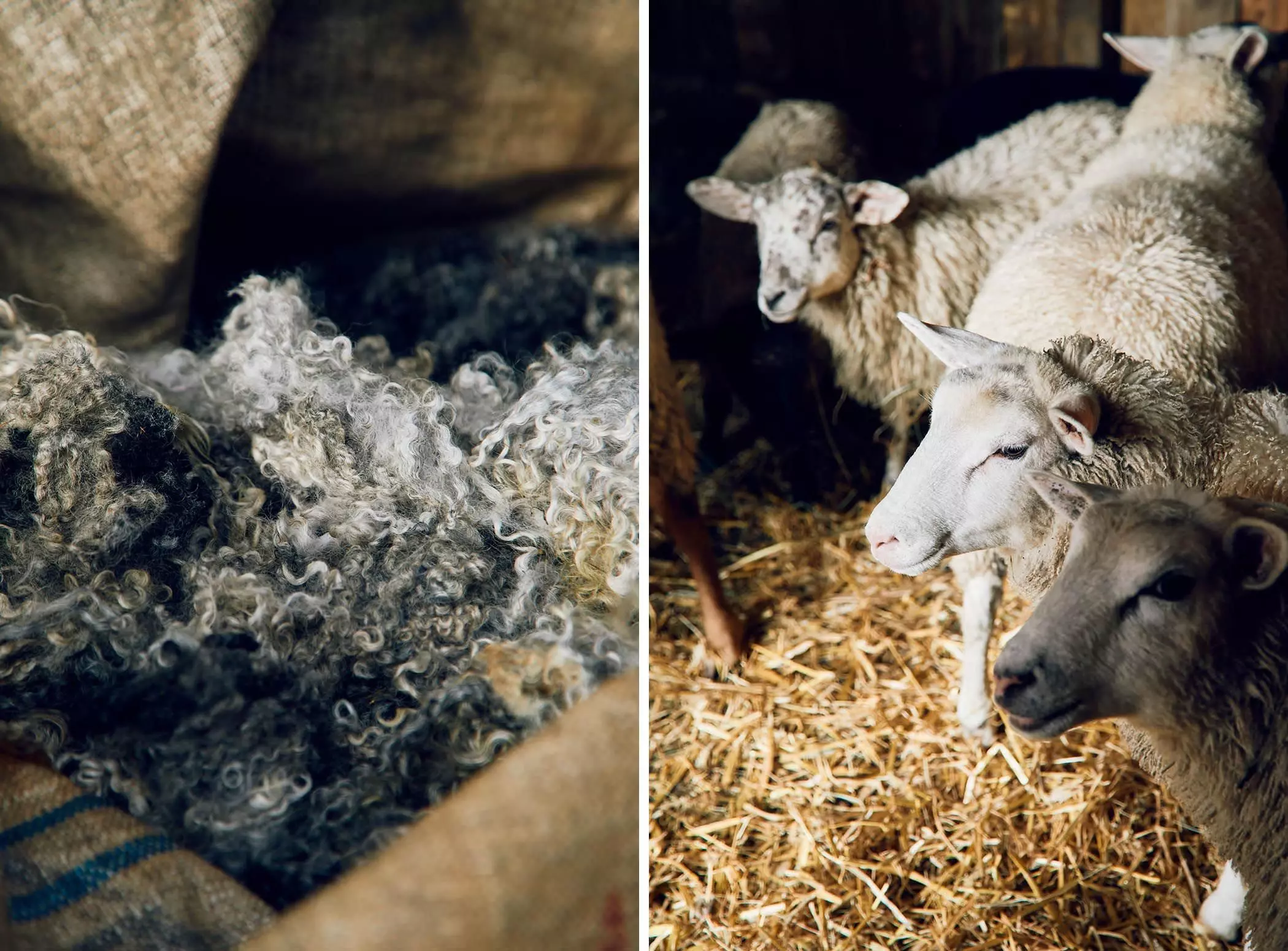 Die Schafe der "Lykke Sheepfarm" und frische Schurwolle im Schafstall - femtastics