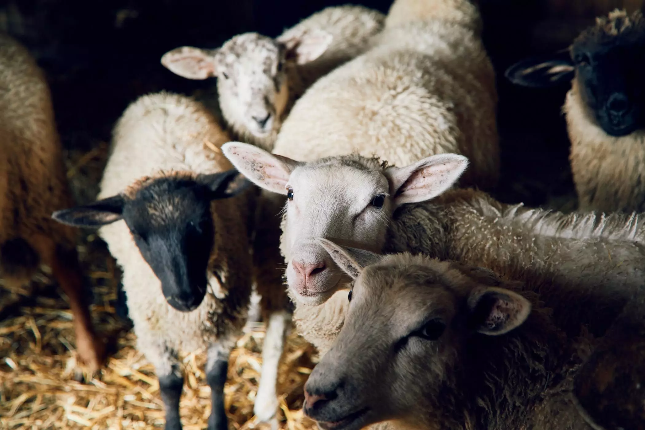 Die Schafe der "Lykke Sheepfarm" im Schafstall - femtastics