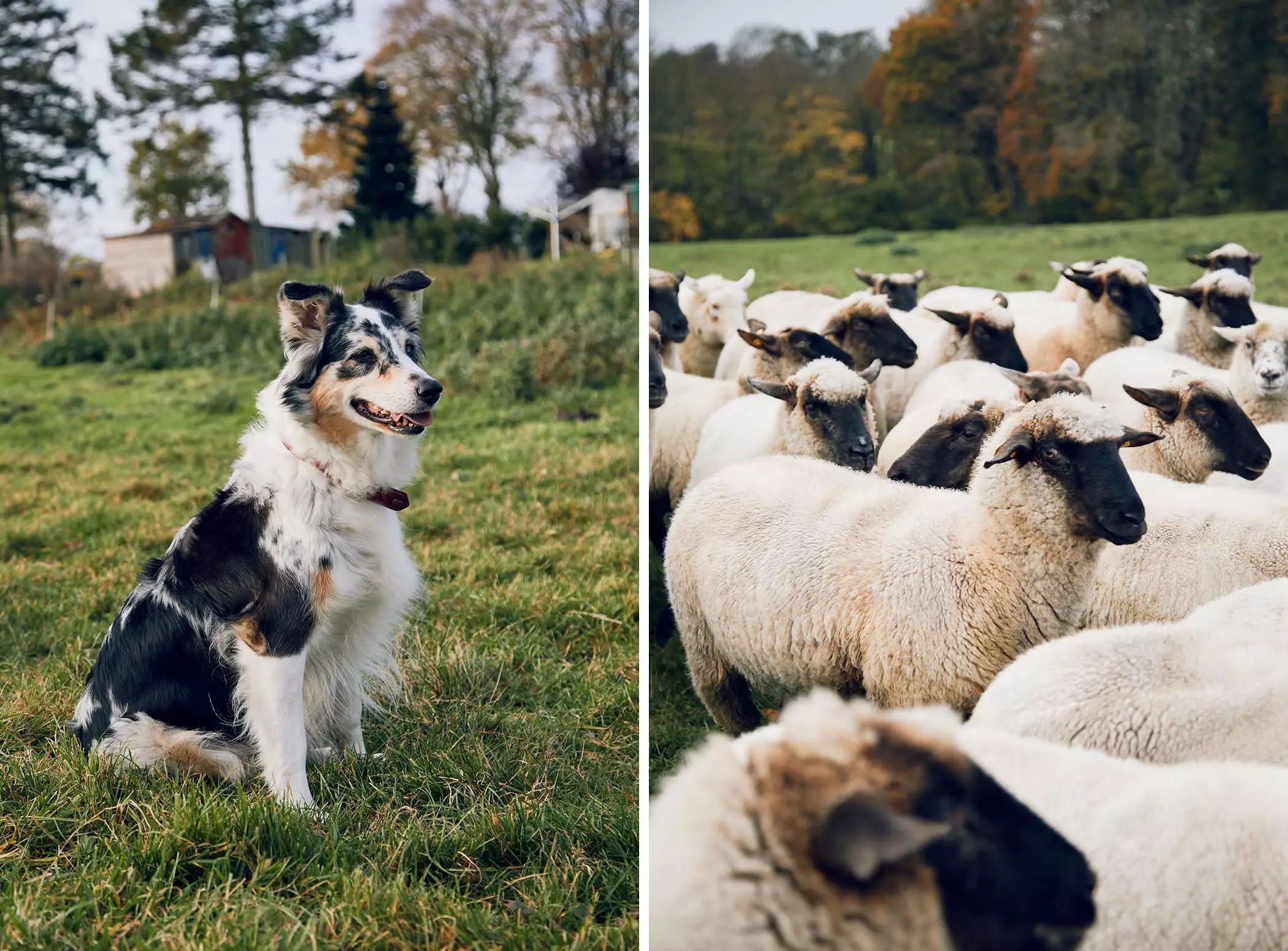 Border Collie als Hütehund für die Schafhherde der "Lykke Sheepfarm" - femtastics