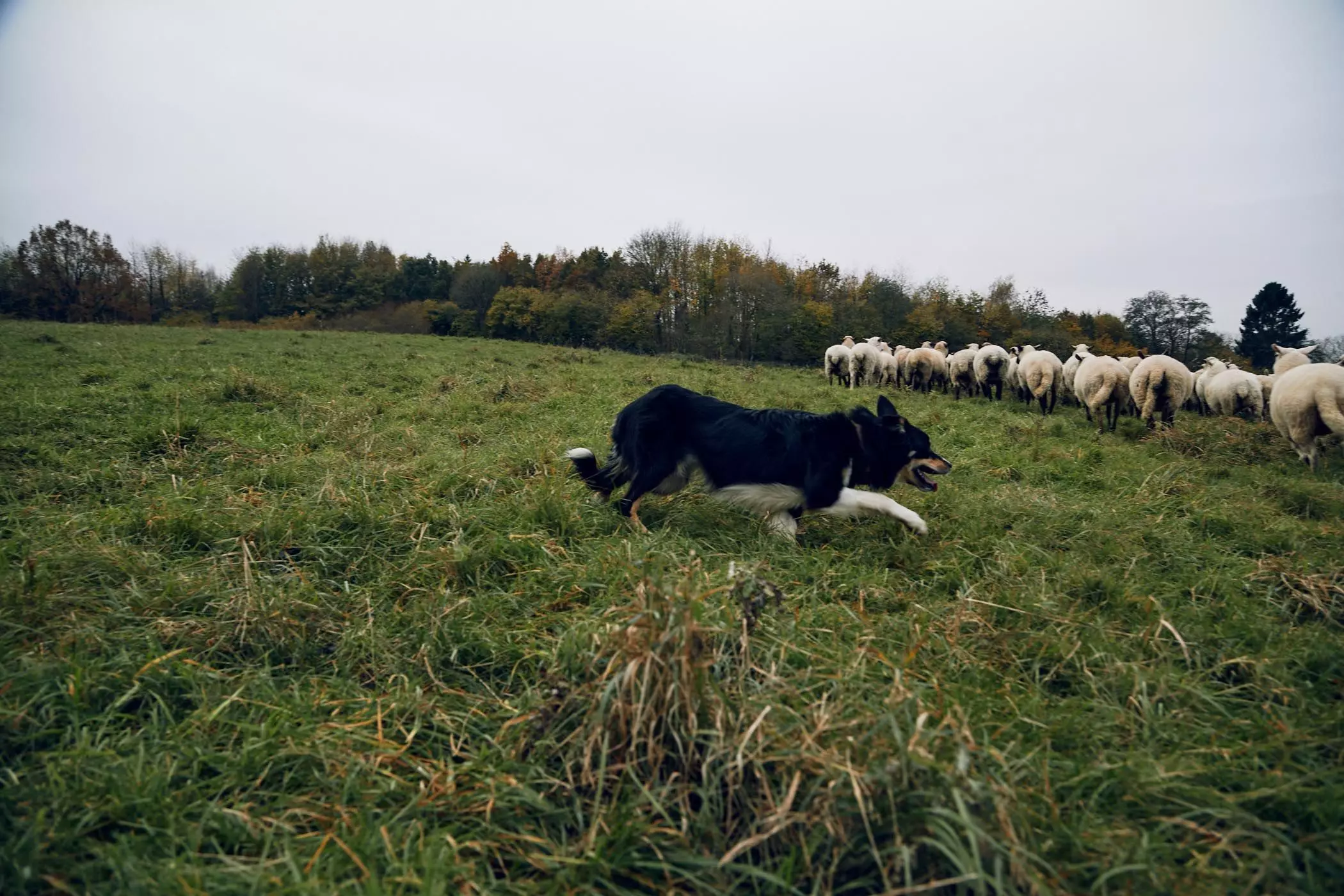 Hütehund treibt die Schafherde zusammen - femtastics