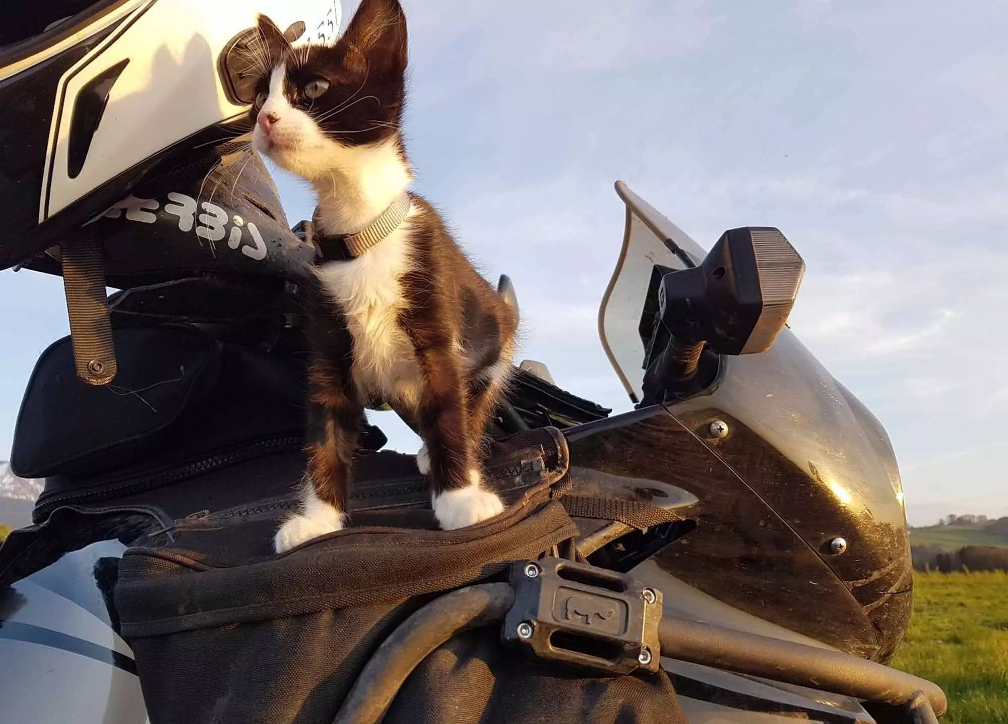 mit-Katze-verreisen