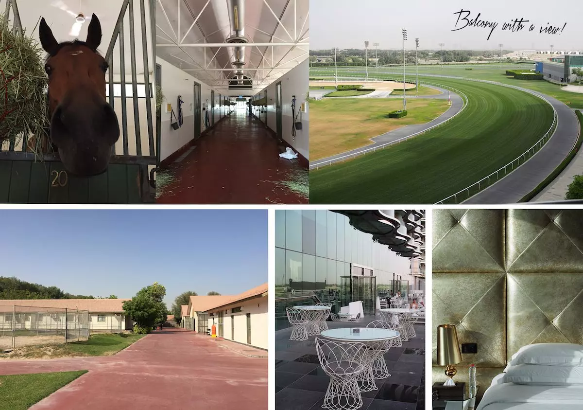 pferdrennen-dubai