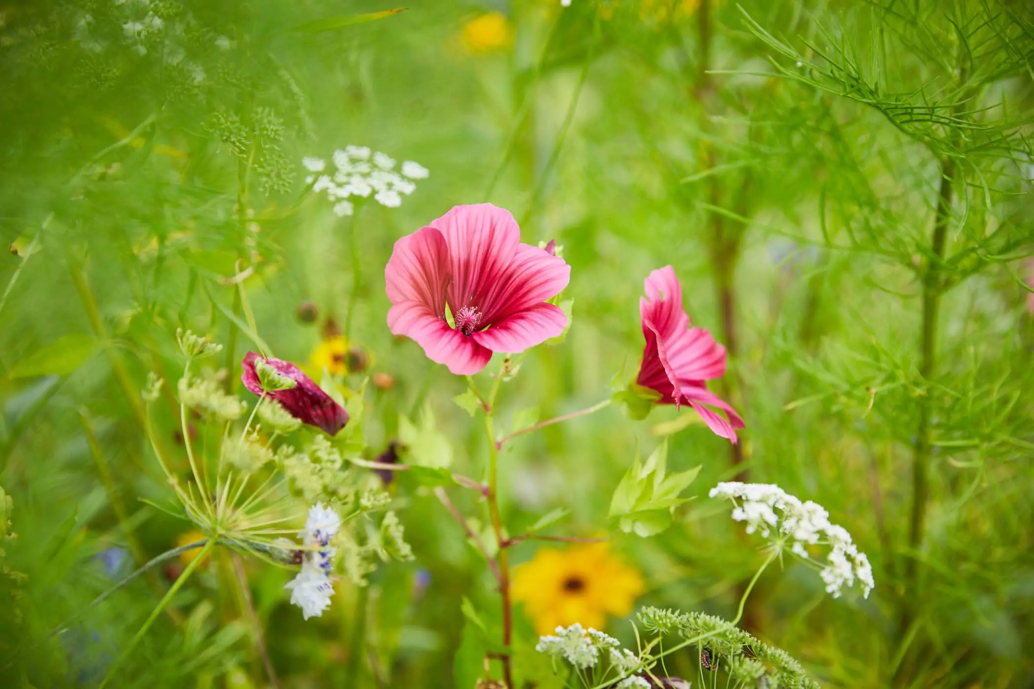 wildblumenwiese-anpflanzen