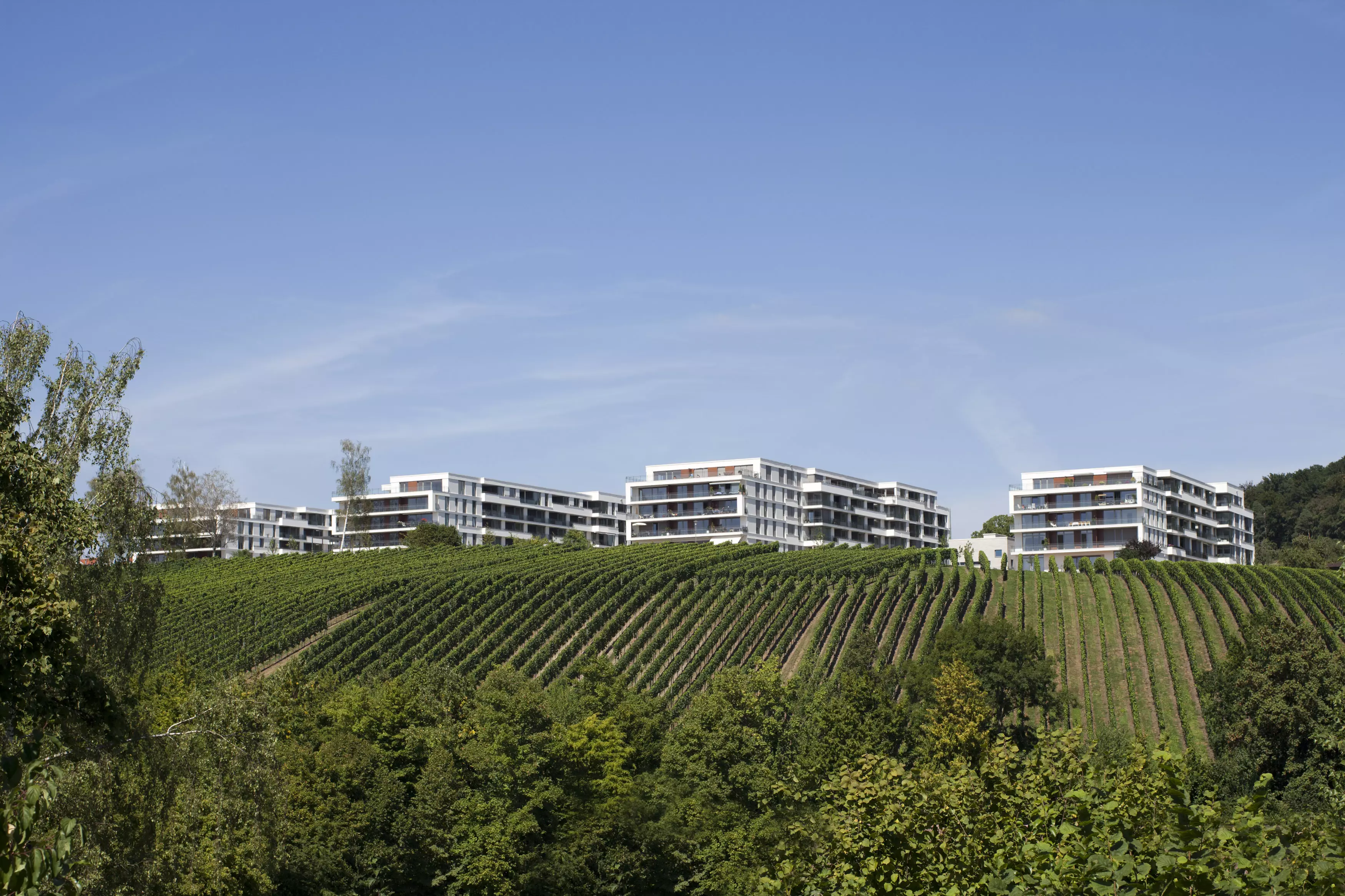 Weinberge