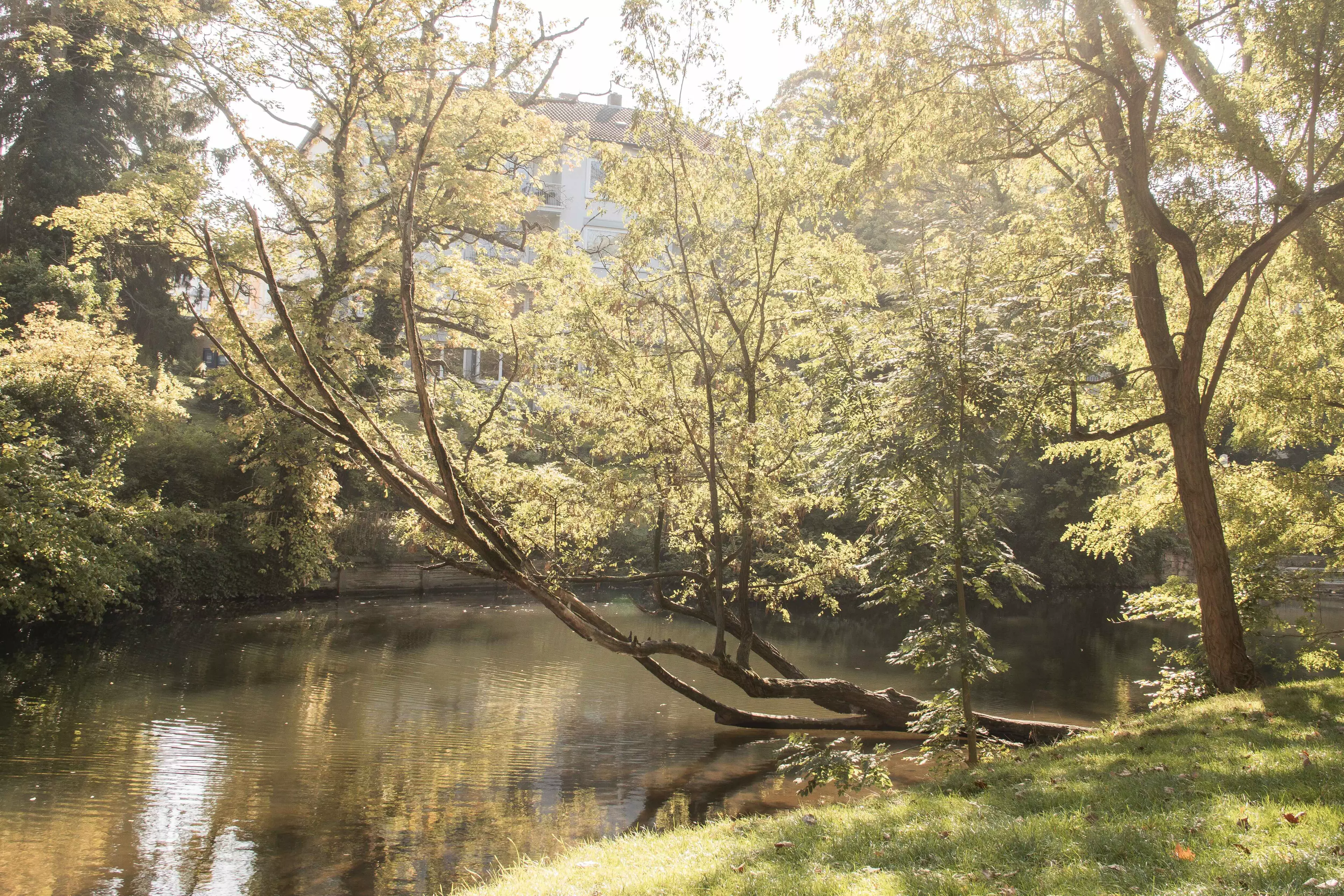 Ein Blick auf die Oker im herbstlichen Sonnenlicht